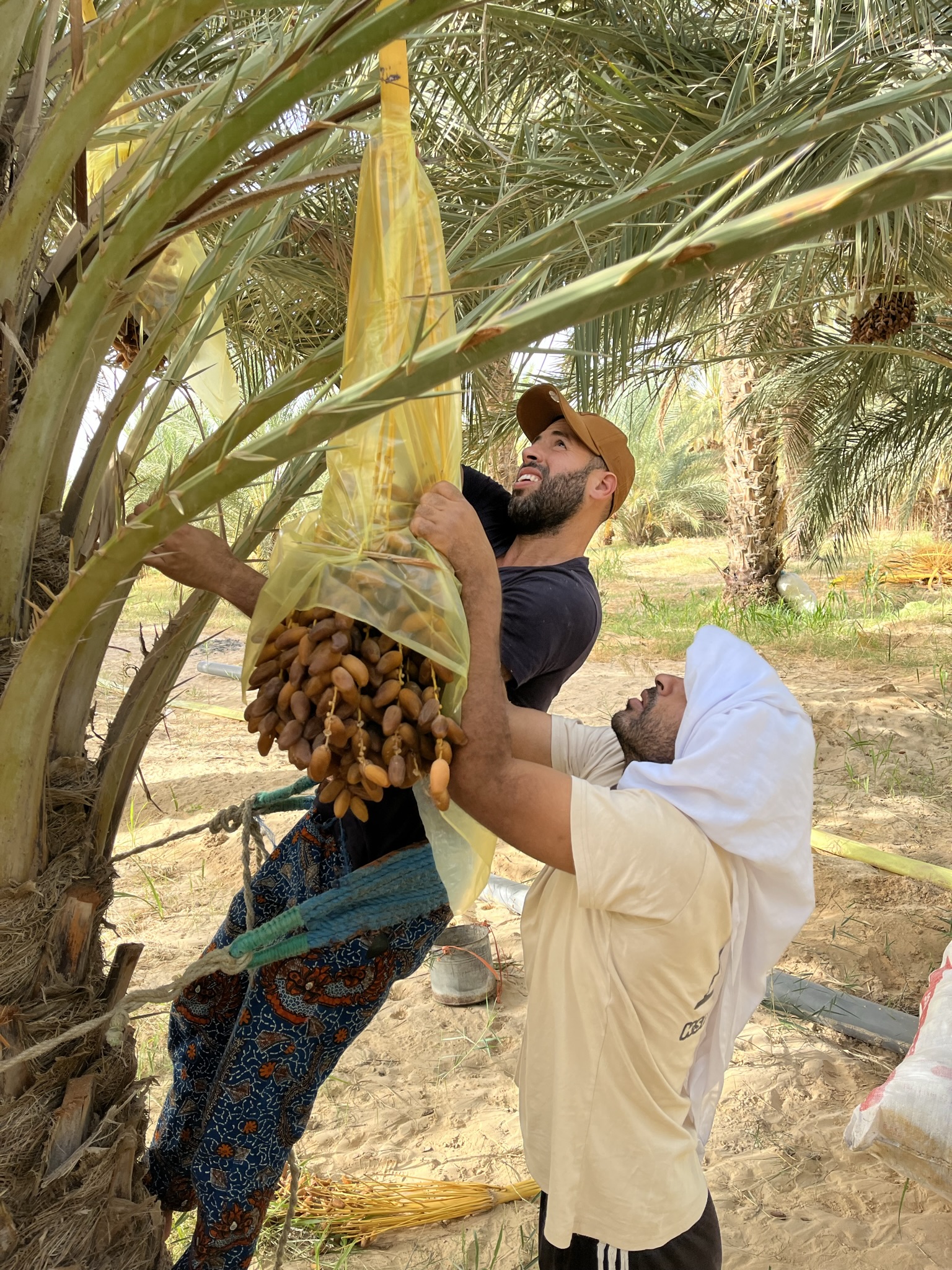Iskander participant à une récolte traditionnelle de dattes en Tunisie